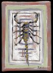 Scorpion 5 X 7.jpg